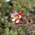 Aquilegia caerulea 'Rotstern'_02.JPG