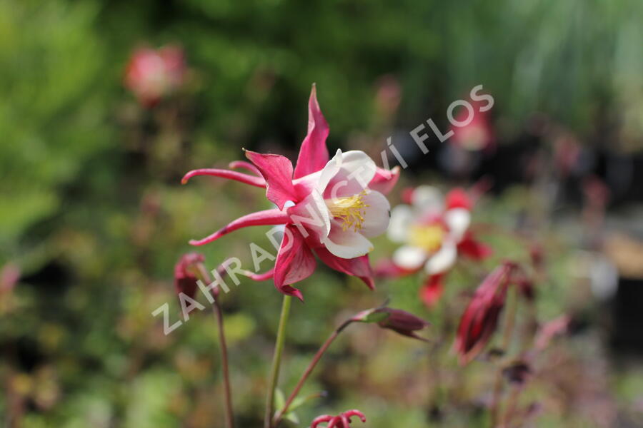 Orlíček 'Rotstern' - Aquilegia caerulea 'Rotstern'