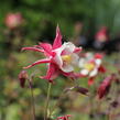 Orlíček 'Rotstern' - Aquilegia caerulea 'Rotstern'