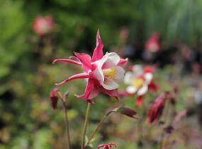 Orlíček 'Rotstern' - Aquilegia caerulea 'Rotstern'