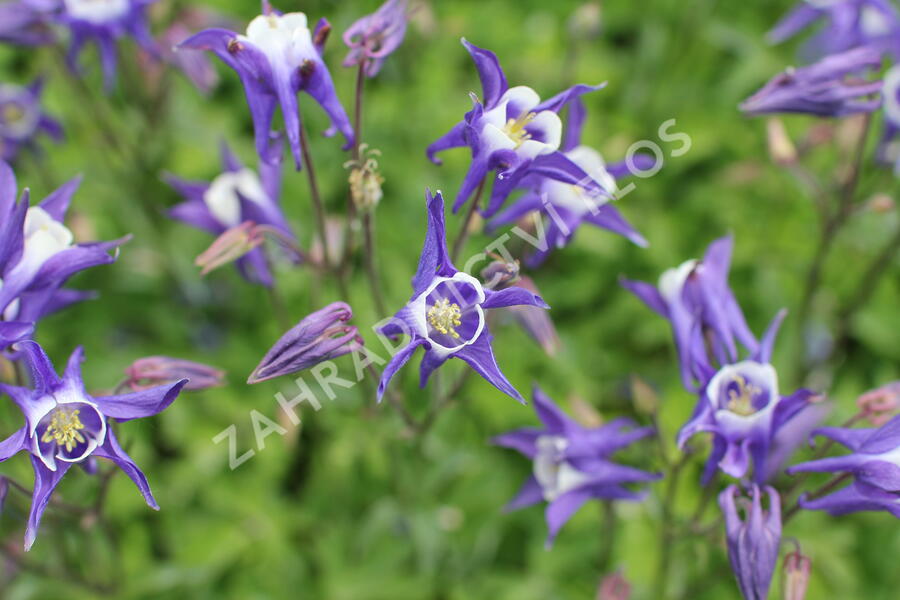 Orlíček obecný 'Winky Blue-White' - Aquilegia vulgaris 'Winky Blue-White'