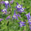 Orlíček obecný 'Winky Blue-White' - Aquilegia vulgaris 'Winky Blue-White'