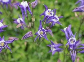 Orlíček obecný 'Winky Blue-White' - Aquilegia vulgaris 'Winky Blue-White'