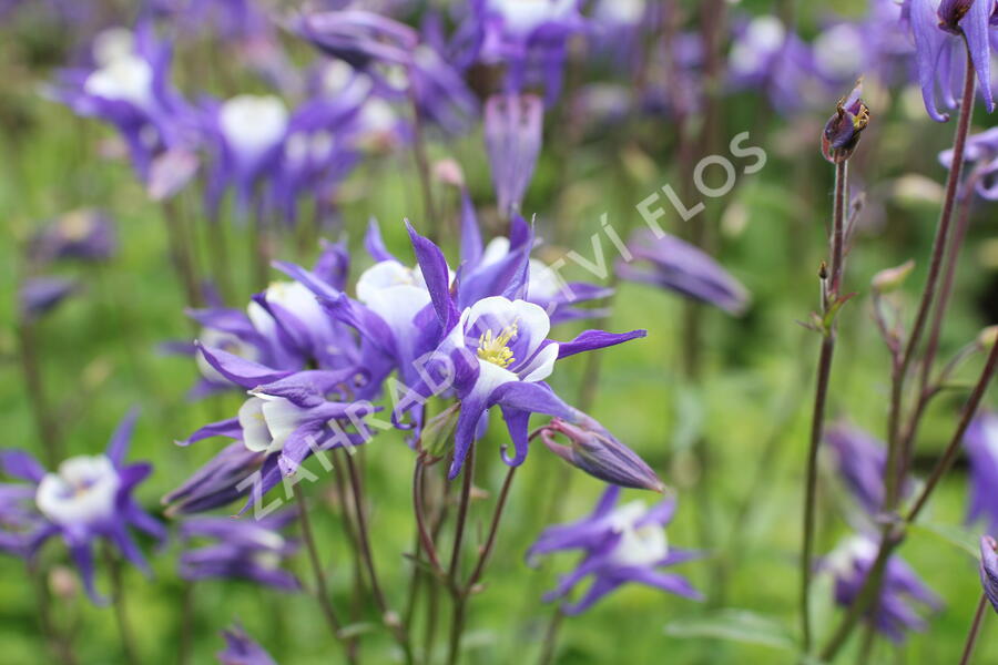 Orlíček obecný 'Winky Blue-White' - Aquilegia vulgaris 'Winky Blue-White'