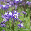 Orlíček obecný 'Winky Blue-White' - Aquilegia vulgaris 'Winky Blue-White'