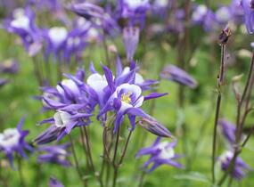Orlíček obecný 'Winky Blue-White' - Aquilegia vulgaris 'Winky Blue-White'