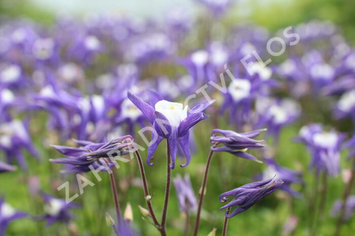 Orlíček obecný 'Winky Blue-White' - Aquilegia vulgaris 'Winky Blue-White'