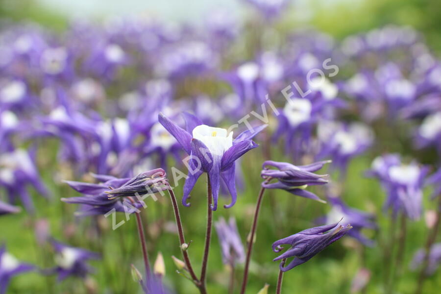 Orlíček obecný 'Winky Blue-White' - Aquilegia vulgaris 'Winky Blue-White'