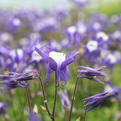 Orlíček obecný 'Winky Blue-White' - Aquilegia vulgaris 'Winky Blue-White'
