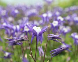 Orlíček obecný 'Winky Blue-White'