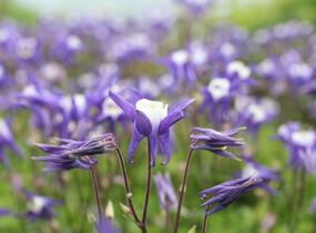 Orlíček obecný 'Winky Blue-White' - Aquilegia vulgaris 'Winky Blue-White'