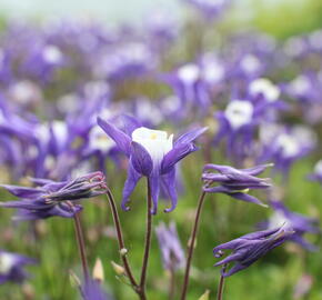 Orlíček obecný 'Winky Blue-White' - Aquilegia vulgaris 'Winky Blue-White'