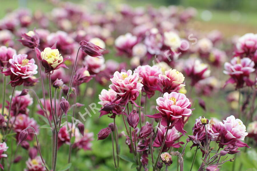 Orlíček obecný 'Winky Double Red-White' - Aquilegia vulgaris 'Winky Double Red-White'