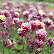 Orlíček obecný 'Winky Double Red-White' - Aquilegia vulgaris 'Winky Double Red-White'