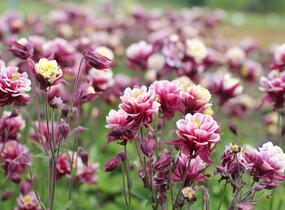 Orlíček obecný 'Winky Double Red-White' - Aquilegia vulgaris 'Winky Double Red-White'