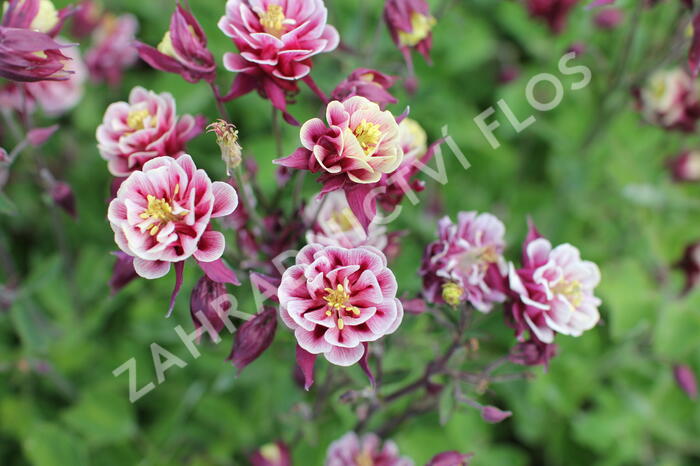 Orlíček obecný 'Winky Double Red-White' - Aquilegia vulgaris 'Winky Double Red-White'