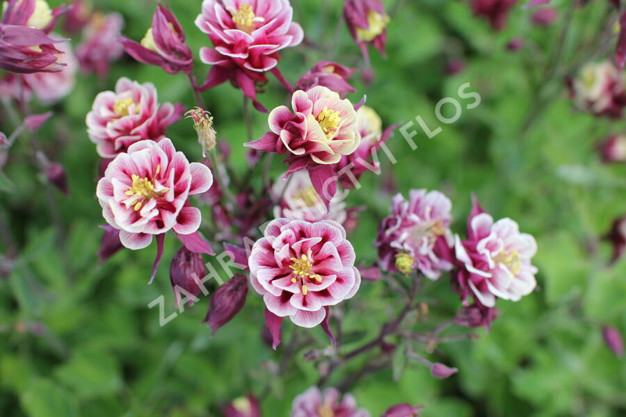 Orlíček obecný 'Winky Double Red-White' - Aquilegia vulgaris 'Winky Double Red-White'