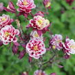 Orlíček obecný 'Winky Double Red-White' - Aquilegia vulgaris 'Winky Double Red-White'