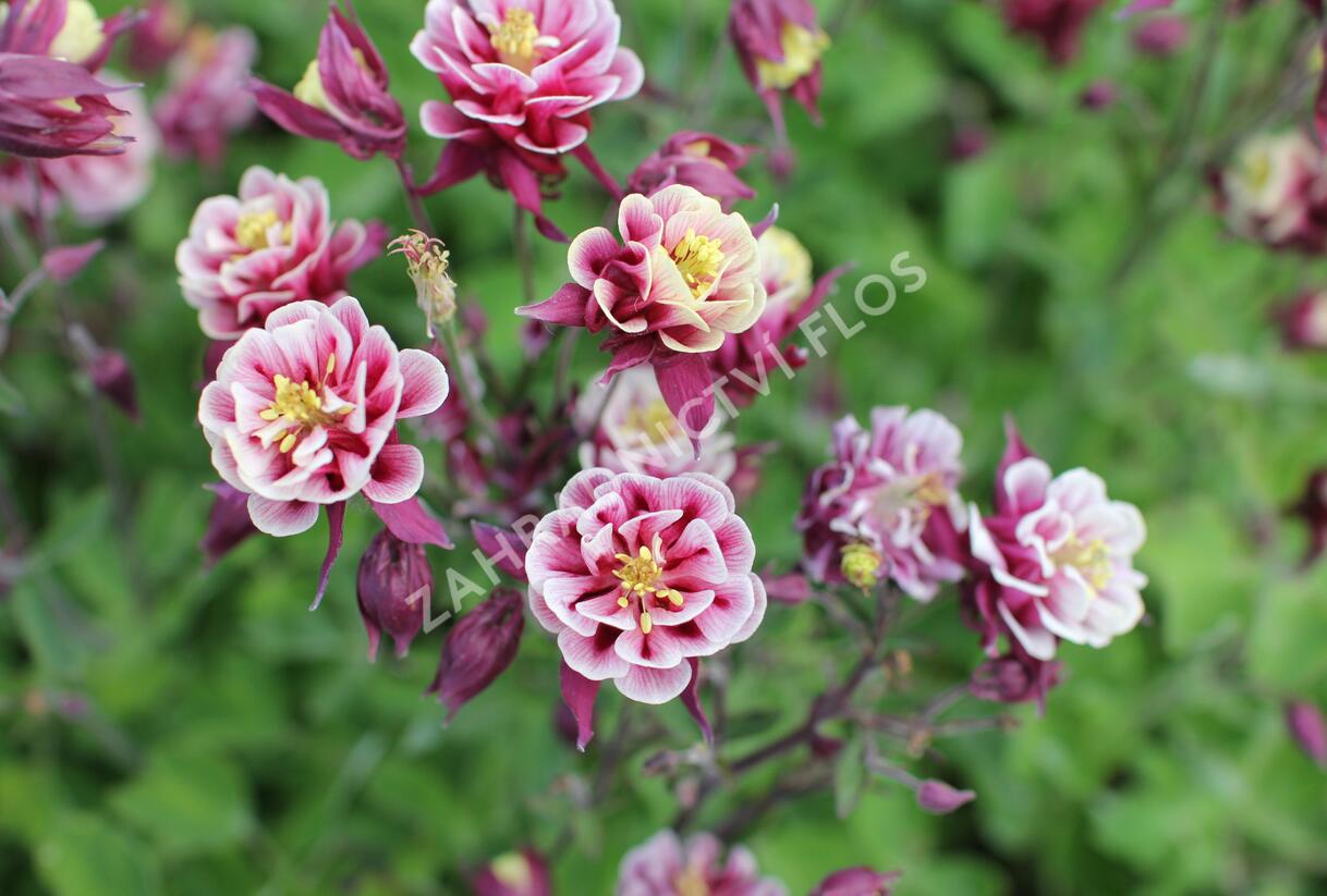 Orlíček obecný 'Winky Double Red-White' - Aquilegia vulgaris 'Winky Double Red-White'