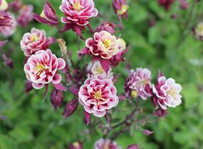 Orlíček obecný 'Winky Double Red-White' - Aquilegia vulgaris 'Winky Double Red-White'