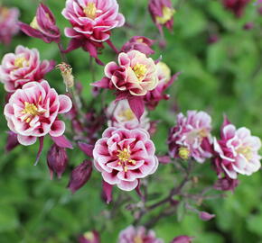 Orlíček obecný 'Winky Double Red-White' - Aquilegia vulgaris 'Winky Double Red-White'