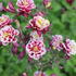 Aquilegia vulgaris 'Winky Double Red-White'_02.JPG