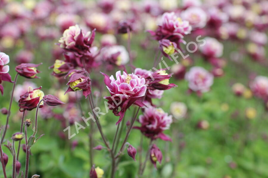 Orlíček obecný 'Winky Double Red-White' - Aquilegia vulgaris 'Winky Double Red-White'