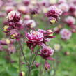 Orlíček obecný 'Winky Double Red-White' - Aquilegia vulgaris 'Winky Double Red-White'