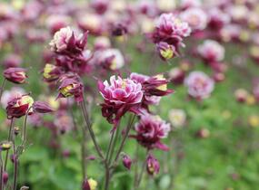 Orlíček obecný 'Winky Double Red-White' - Aquilegia vulgaris 'Winky Double Red-White'
