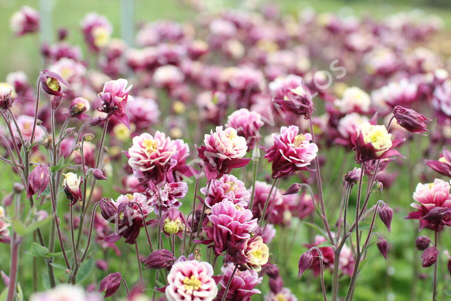 Orlíček obecný 'Winky Double Red-White' - Aquilegia vulgaris 'Winky Double Red-White'