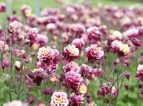 Orlíček obecný 'Winky Double Red-White' - Aquilegia vulgaris 'Winky Double Red-White'