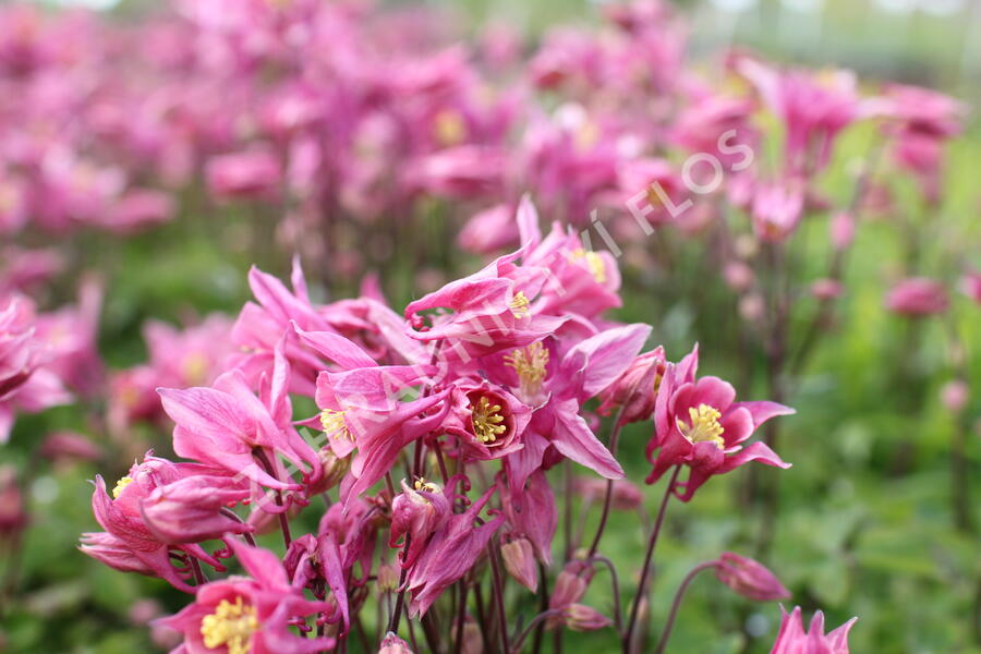 Orlíček obecný 'Winky Rose-Rose' - Aquilegia vulgaris 'Winky Rose-Rose'