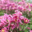 Orlíček obecný 'Winky Rose-Rose' - Aquilegia vulgaris 'Winky Rose-Rose'