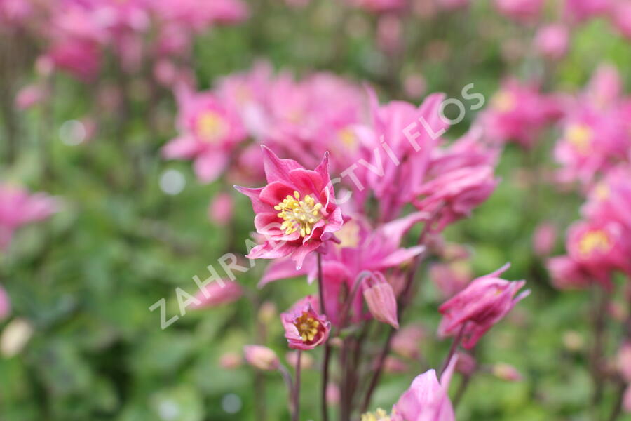 Orlíček obecný 'Winky Rose-Rose' - Aquilegia vulgaris 'Winky Rose-Rose'