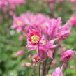 Orlíček obecný 'Winky Rose-Rose' - Aquilegia vulgaris 'Winky Rose-Rose'