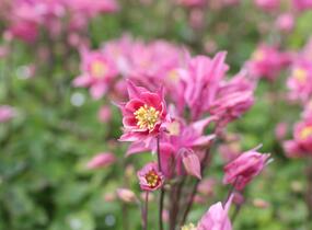Orlíček obecný 'Winky Rose-Rose' - Aquilegia vulgaris 'Winky Rose-Rose'