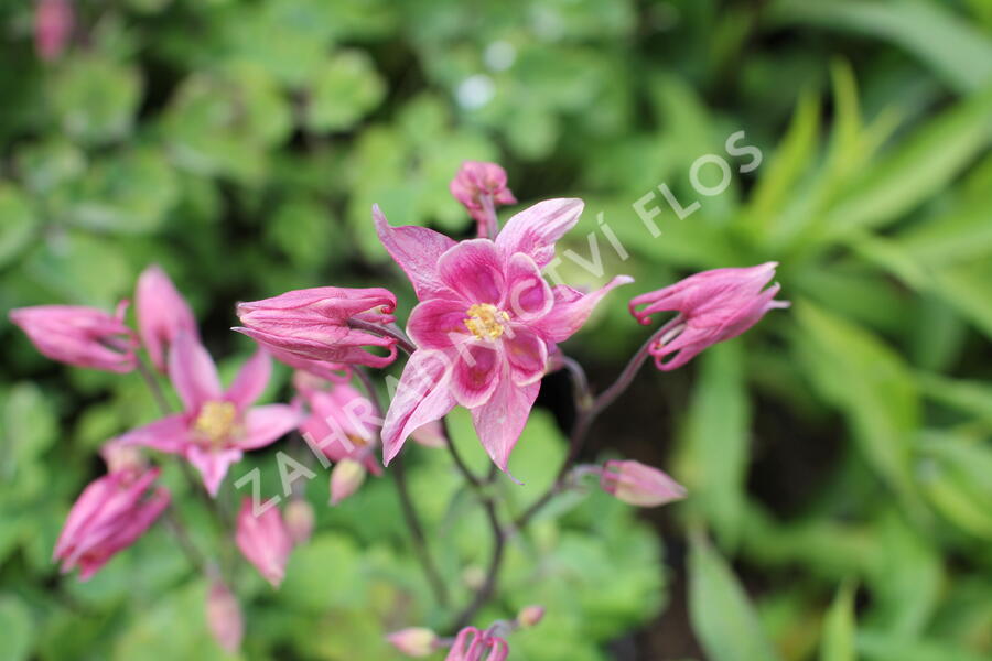 Orlíček obecný 'Winky Rose-Rose' - Aquilegia vulgaris 'Winky Rose-Rose'