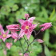 Orlíček obecný 'Winky Rose-Rose' - Aquilegia vulgaris 'Winky Rose-Rose'
