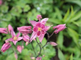 Orlíček obecný 'Winky Rose-Rose' - Aquilegia vulgaris 'Winky Rose-Rose'