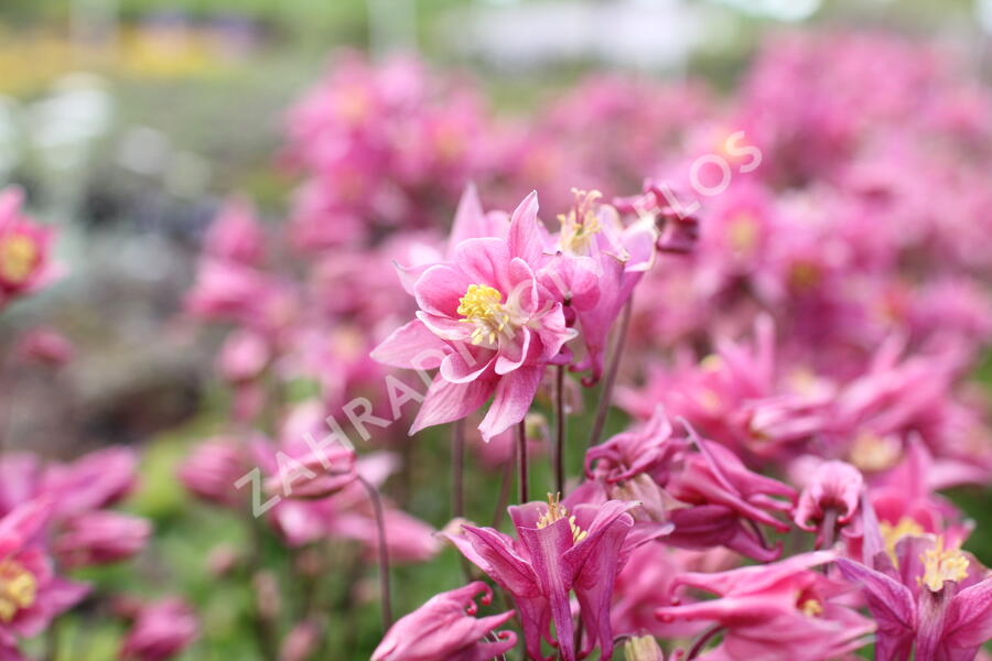 Orlíček obecný 'Winky Rose-Rose' - Aquilegia vulgaris 'Winky Rose-Rose'