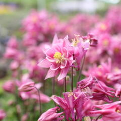 Orlíček obecný 'Winky Rose-Rose' - Aquilegia vulgaris 'Winky Rose-Rose'