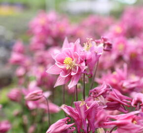 Orlíček obecný 'Winky Rose-Rose' - Aquilegia vulgaris 'Winky Rose-Rose'