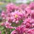 Aquilegia vulgaris 'Winky Rose-Rose'_04.JPG