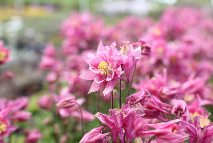 Orlíček obecný 'Winky Rose-Rose' - Aquilegia vulgaris 'Winky Rose-Rose'