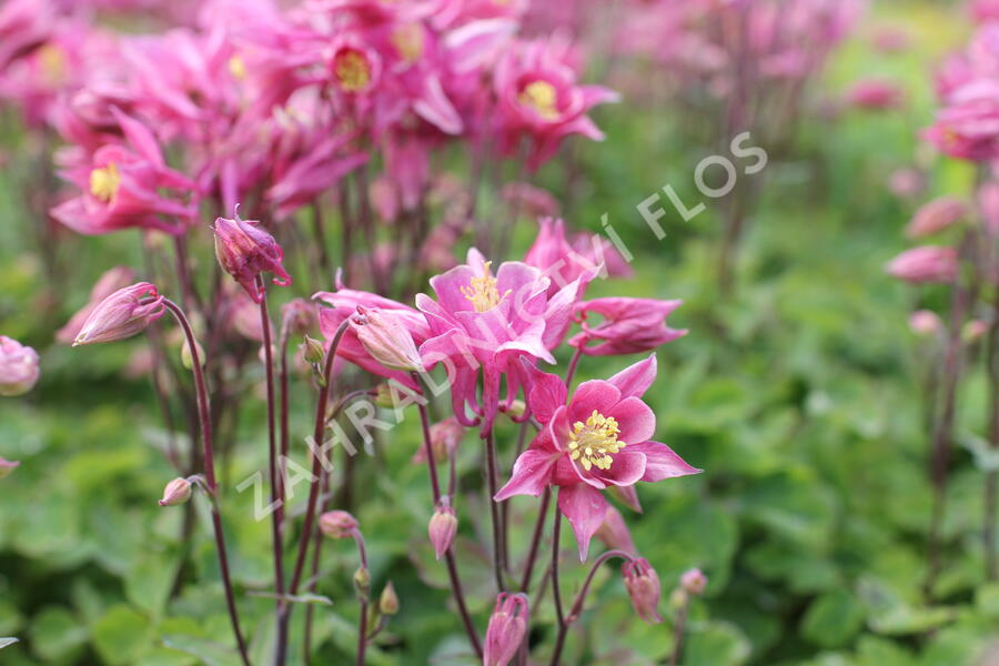 Orlíček obecný 'Winky Rose-Rose' - Aquilegia vulgaris 'Winky Rose-Rose'