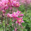 Orlíček obecný 'Winky Rose-Rose' - Aquilegia vulgaris 'Winky Rose-Rose'