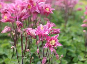 Orlíček obecný 'Winky Rose-Rose' - Aquilegia vulgaris 'Winky Rose-Rose'