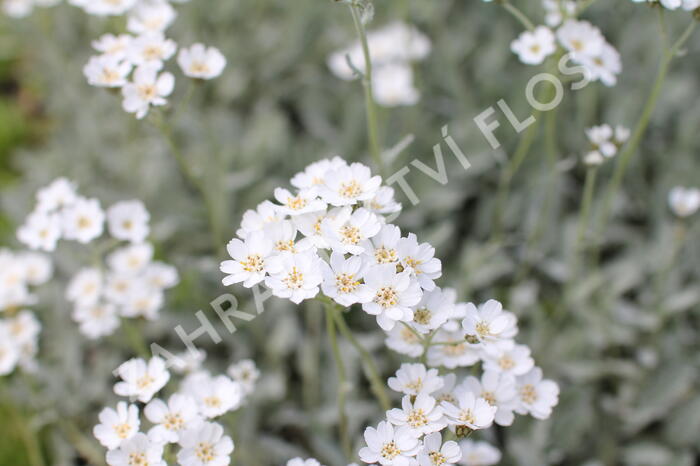 Řebříček - Achillea serbica umbellata