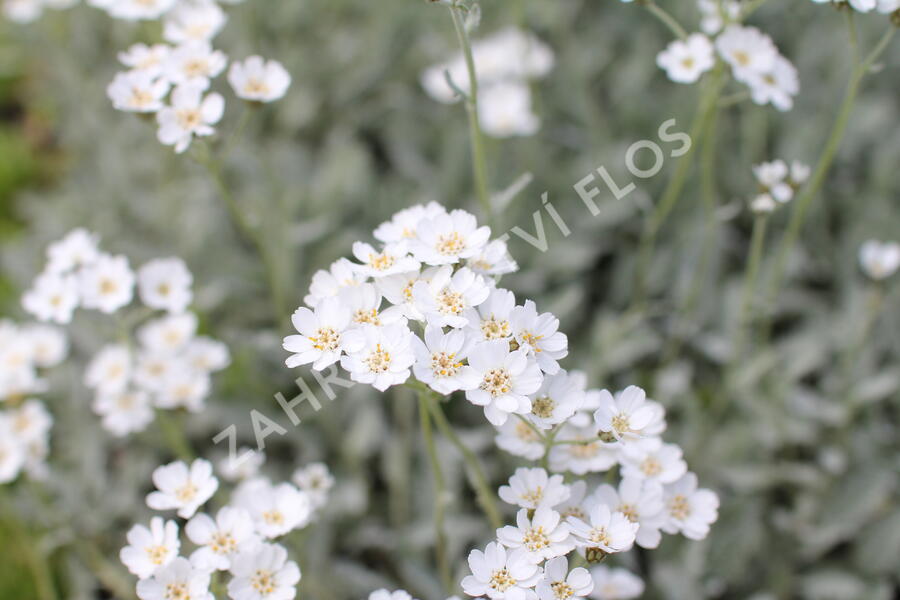 Řebříček - Achillea serbica umbellata
