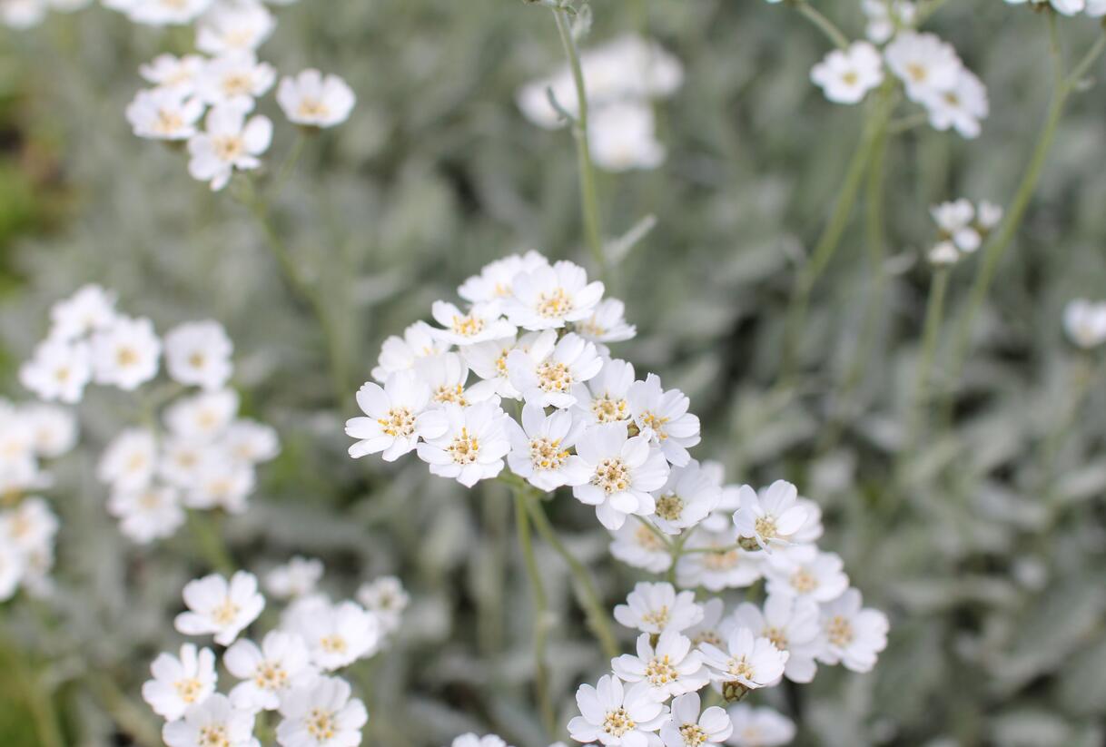 Řebříček - Achillea serbica umbellata